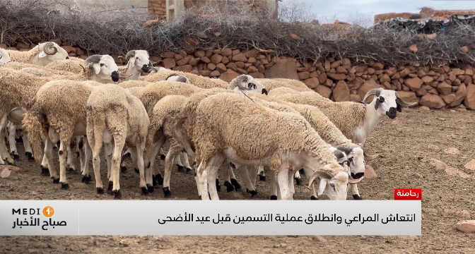 انتعاش المراعي وانطلاق عملية التسمين قبل عيد الأضحى