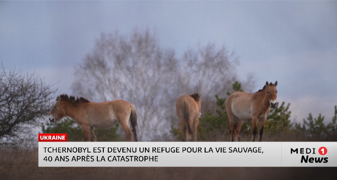 Ukraine : Tchernobyl est devenu un refuge pour la vie sauvage, 40 ans après la catastrophe