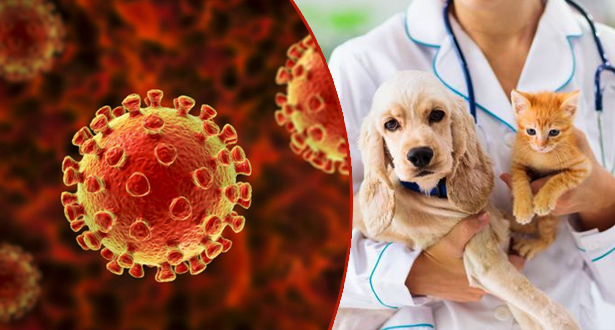 Covid-19: les malades peuvent infecter leurs animaux de compagnie, selon une étude