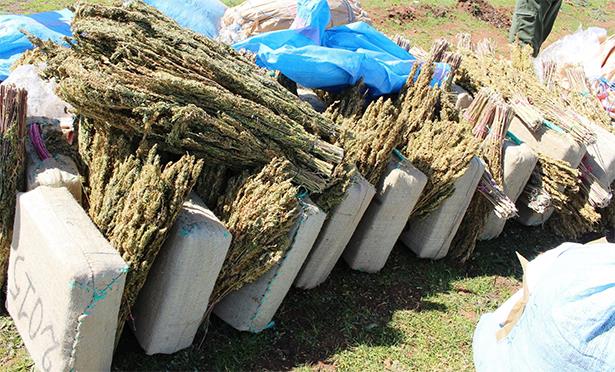 Kénitra: saisie de plus de 1,5 tonne de kif et de tabac par la Douane