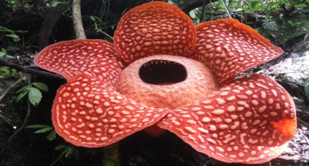 La plus grande fleur du monde découverte en Indonésie