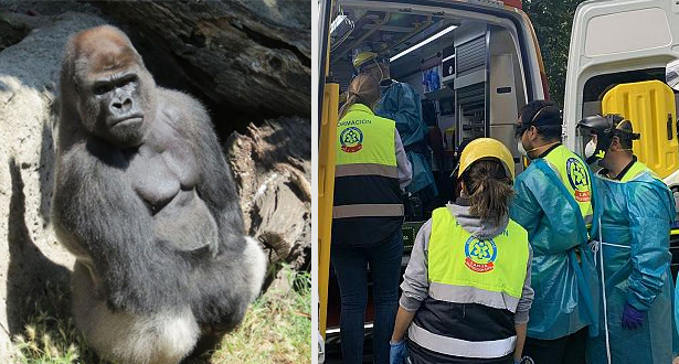 Une employée d'un zoo à Madrid attaquée et blessée par un gorille de 200 kg