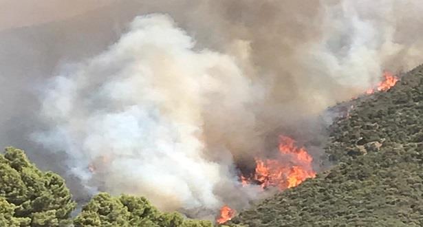 Vague de chaleur exceptionnelle : 1.200 ha de forêts incendiés en 3 jours