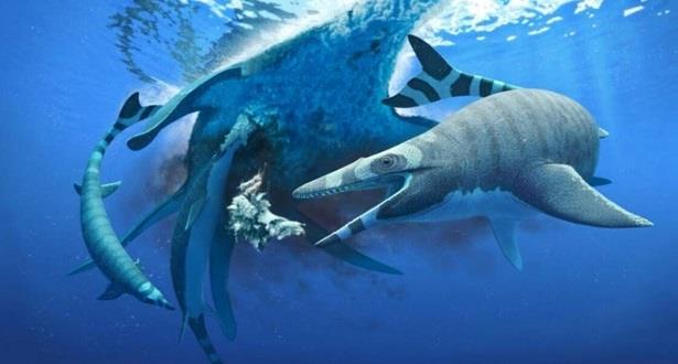 Découverte au Maroc d'un lézard marin aux "dents de requins" datant de millions d’années