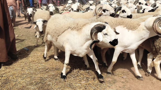 Aid Al Adha: sept souks de bétail destiné au sacrifice fermés