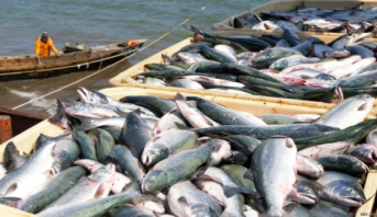 Port de Laâyoune: La période estivale 2025 s'achève sur une reprise remarquable de l'activité de pêche des petits pélagiques