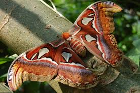 Expédition en Afrique sur les traces d’un des plus grands papillons du monde