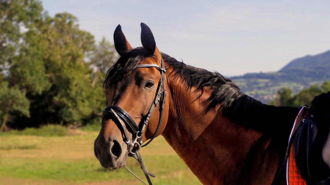 France: mystérieuses mutilations en série de chevaux