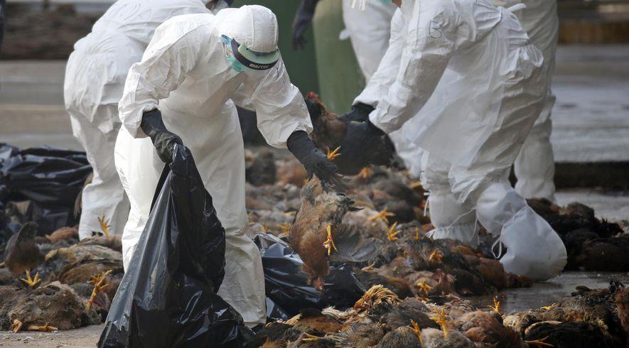 الصين تسجل تفشيا لإنفلونزا الطيور شرق البلاد