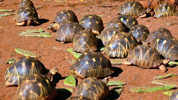 Madagascar: saisie de près de 900 tortues illégalement capturées