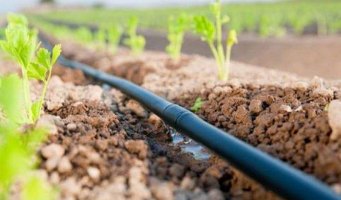 تحسن نسبي للزراعة بالمغرب رغم توالي سنوات الجفاف