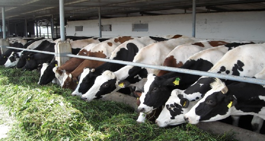 Maroc : Suspension des droits d'importation des bovins