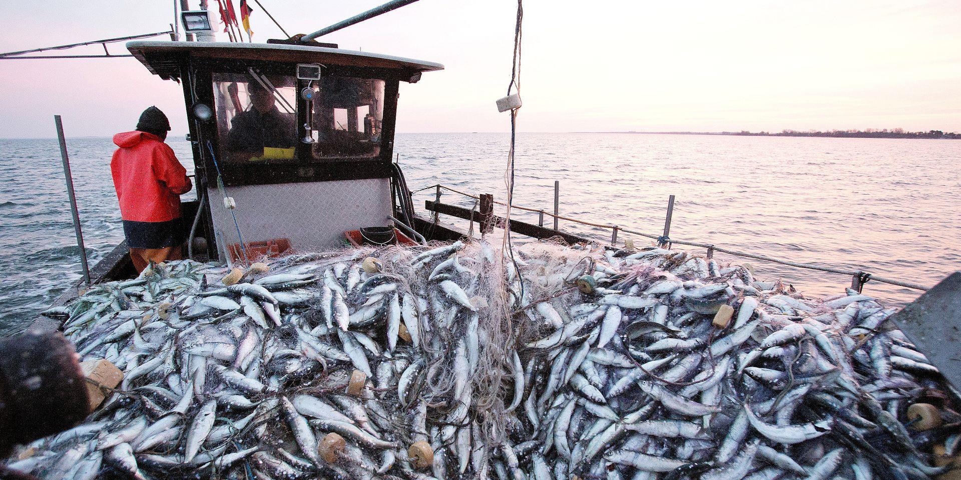أرقام قياسية لصادرات منتجات الصيد البحري خلال سنة 2022