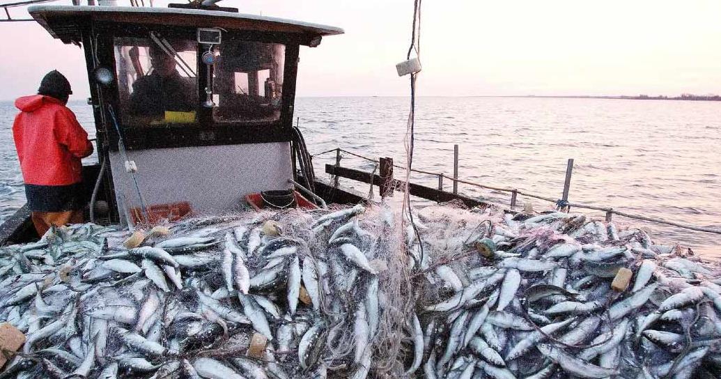 Maroc : pourquoi l’exportation de la sardine est suspendue pendant un an ?