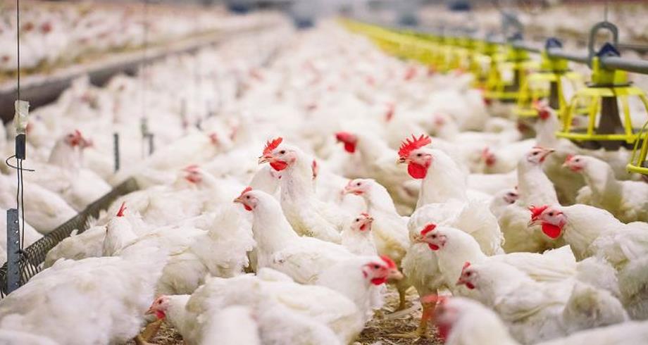 Grippe aviaire: un premier foyer en élevage détecté dans le Nord de la France
