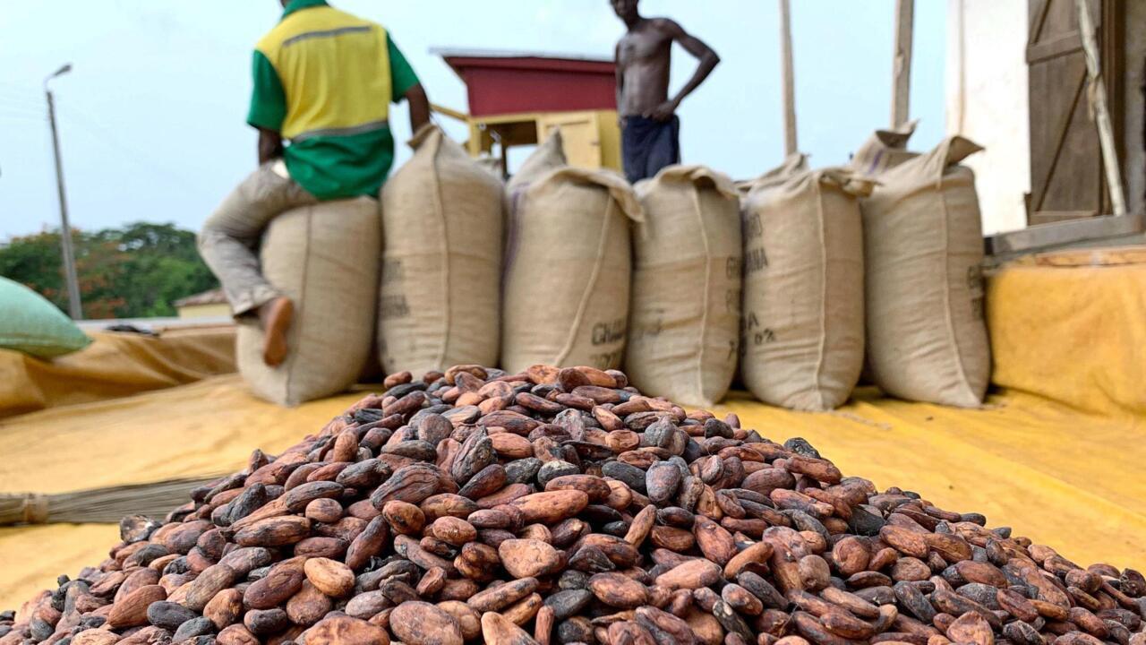 Deuxième producteur mondial du cacao, le Ghana réduit le prix à la production