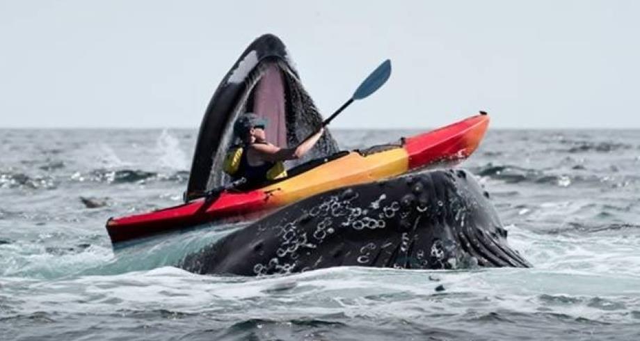 مشهد مرعب .. حوت يبتلع مجدفا ثم يلفظه بعد ثوان