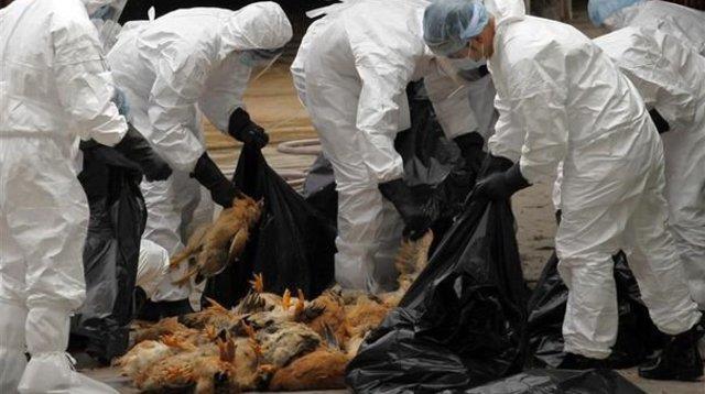 Grippe aviaire H5N8: un premier cas de transmission à l'humain détecté en Russie