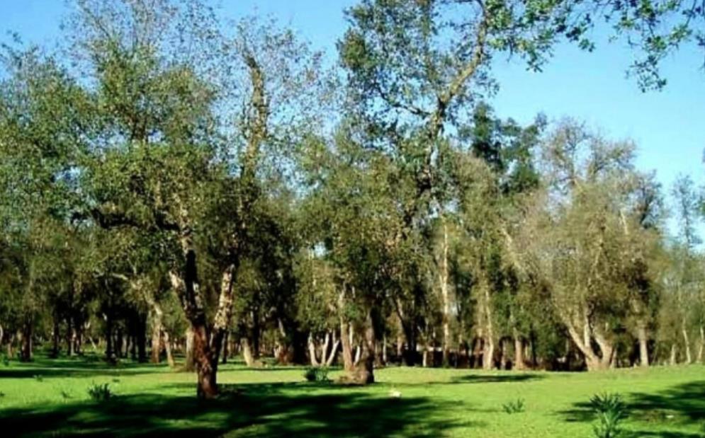 الوكالة الوطنية للمياه والغابات تنفي قطع أشجار بغابة المعمورة الوكالة الوطنية للمياه والغابات تنفي قطع أشجار بغابة المعمورة