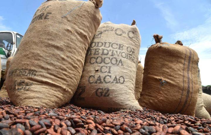 Côte d’Ivoire : vers un dénouement progressif de la crise dans la filière cacao Côte d’Ivoire : vers un dénouement progressif de la crise dans la filière cacao