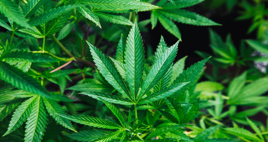 Principaux points des études relatives au développement du cannabis