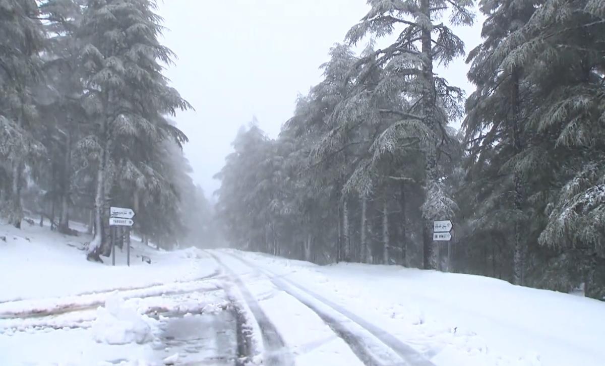 الثلوج تعيد الحياة إلى غابات الأرز في تيزي إيفري بإقليم الحسيمة