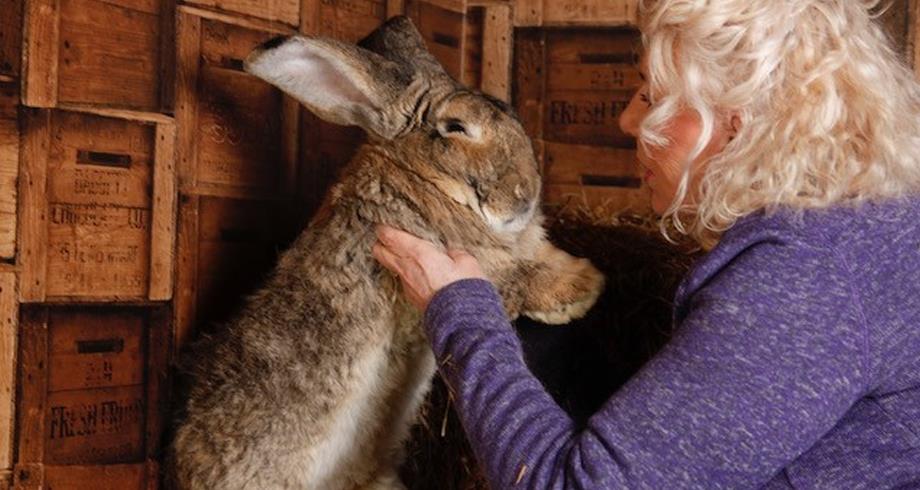 سرقة "أكبر أرنب في العالم" في بريطانيا