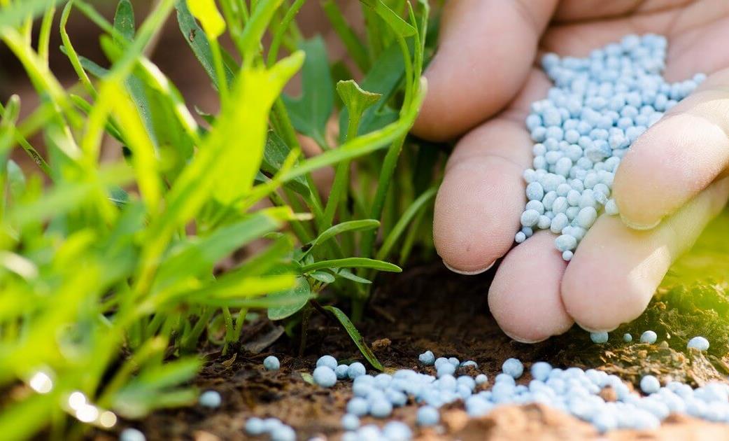تعطل إمدادات الأسمدة يهدد الأمن الغذائي العالمي تعطل إمدادات الأسمدة يهدد الأمن الغذائي العالمي