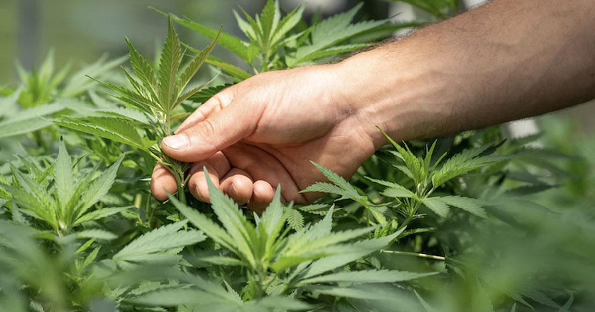 Cannabis licite : une production de plus de 19.000 Qx en 2025, plus de 4.000 nouvelles autorisations délivrées Cannabis licite : une production de plus de 19.000 Qx en 2025, plus de 4.000 nouvelles autorisations délivrées