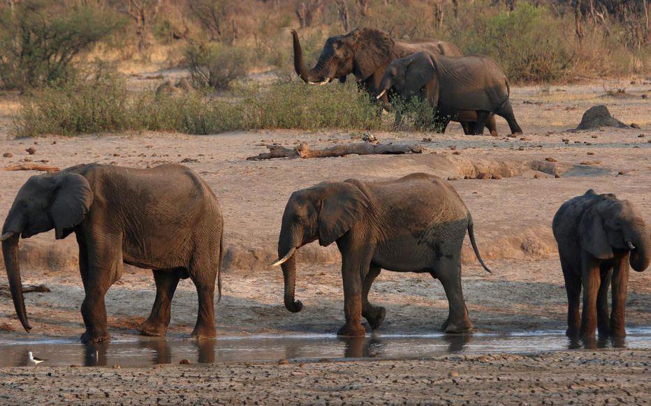 Le Zimbabwe envisage de vendre les droits de chasse de 500 éléphants en 2021