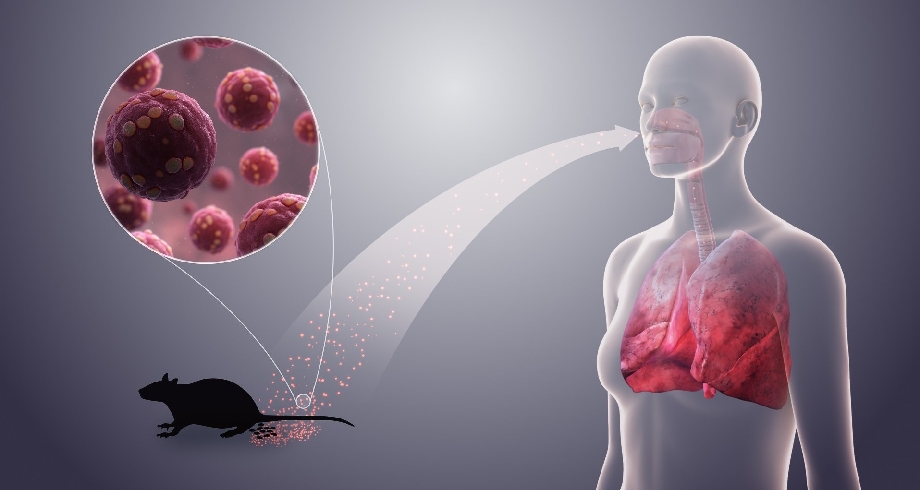 Comment les rongeurs transmettent-ils un virus potentiellement mortel sans contact direct ?