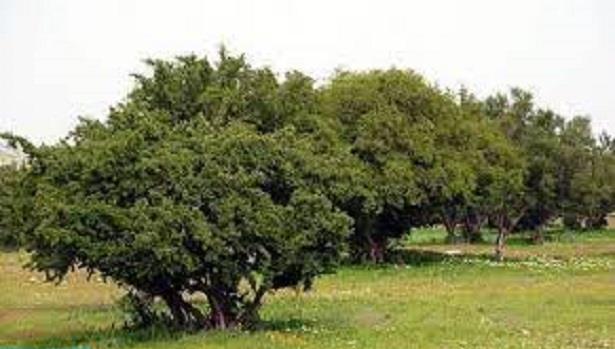 صحيفة "الأهرام" المصرية تُبرز أهمية شجرة "الأركان" في تحقيق الأبعاد الثلاثية للتنمية المستدامة