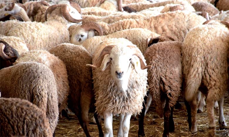 جهود مستمرة لضمان تموين الأسواق وسلامة الأضاحي في عيد الأضحى بجهة الشرق جهود مستمرة لضمان تموين الأسواق وسلامة الأضاحي في عيد الأضحى بجهة الشرق