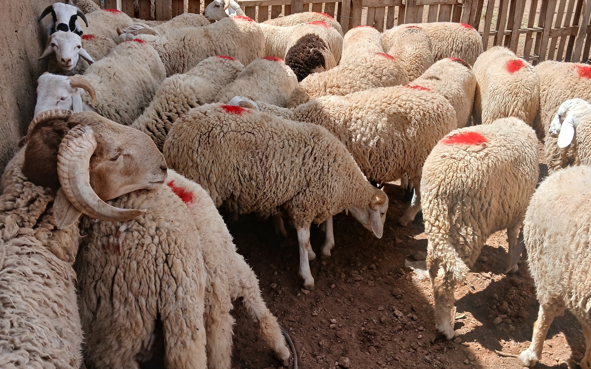 جهة الدار البيضاء-سطات .. عرض الأضاحي يتجاوز 1.1 مليون رأس وسط إقبال متزايد بالأسواق