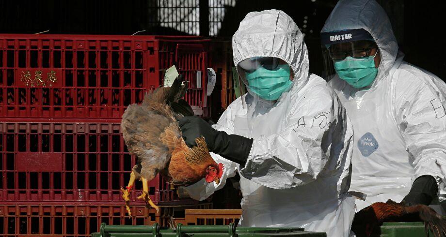 تفشي إنفلونزا الطيور "اتش 5 إن 8" في التبت بالصين