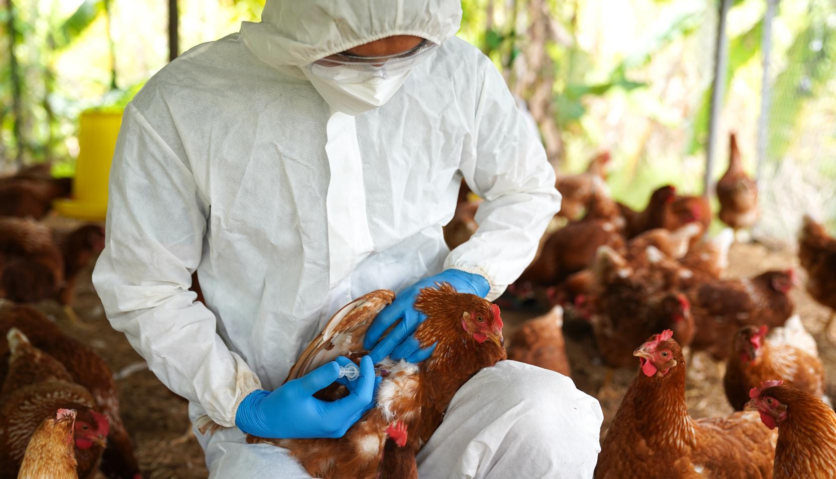 Corée: un nouveau cas de grippe aviaire hautement pathogène confirmé