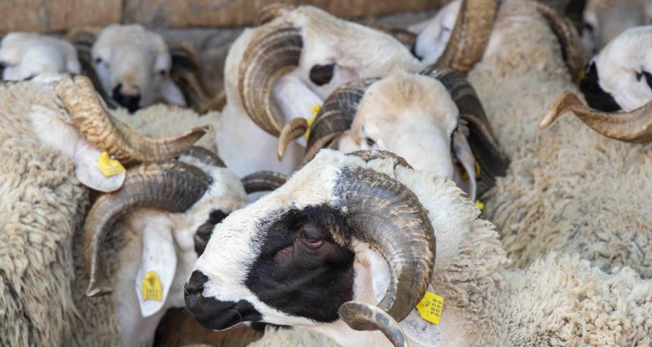 Aïd Al-Adha: 5,4 millions de têtes d'ovins et de caprins identifiés
