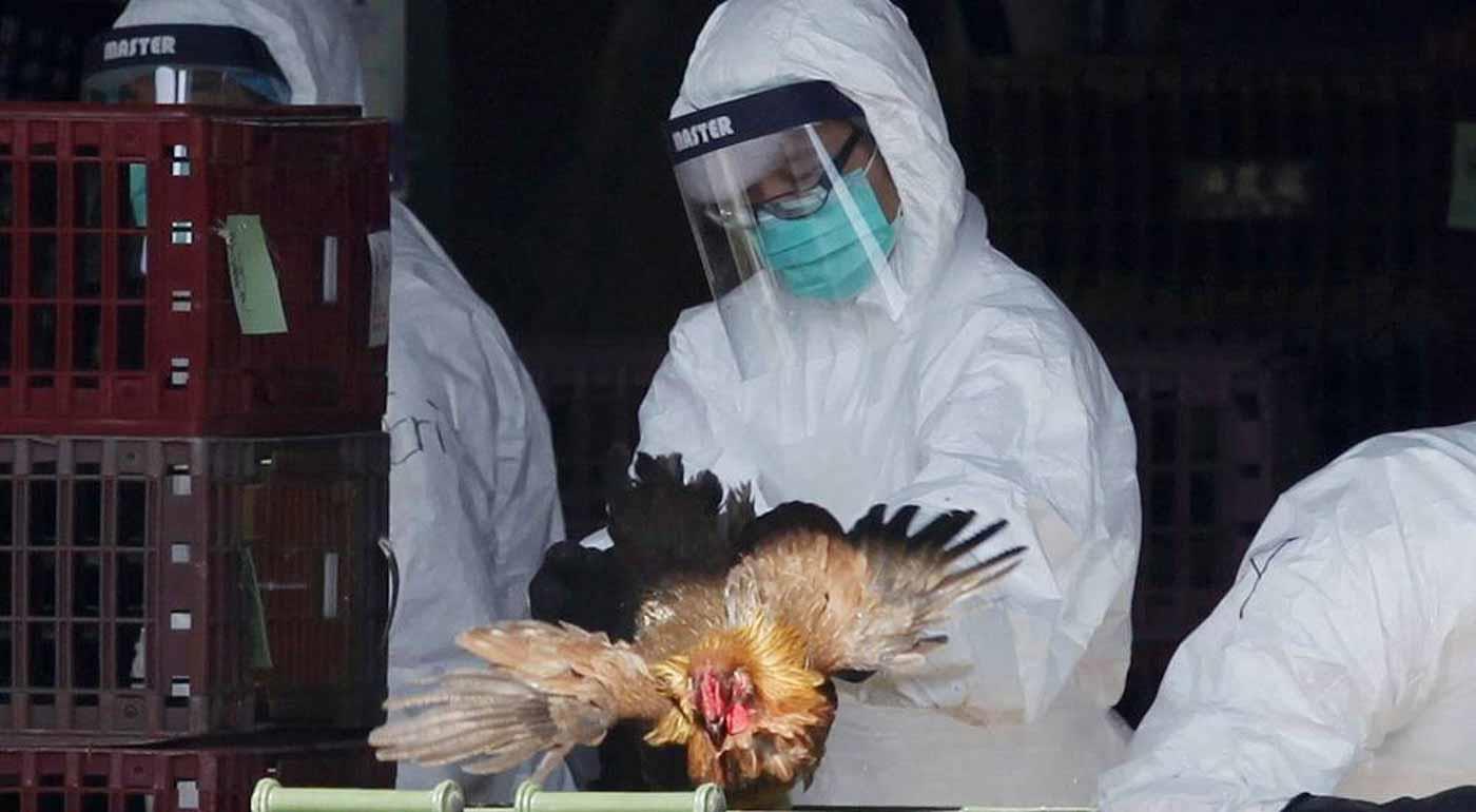 غينيا تعلن عن اكتشاف بؤر لإنفلونزا الطيور