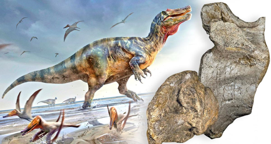 العثور في بريطانيا على متحجرات "أكبر ديناصور مفترس" في أوروبا