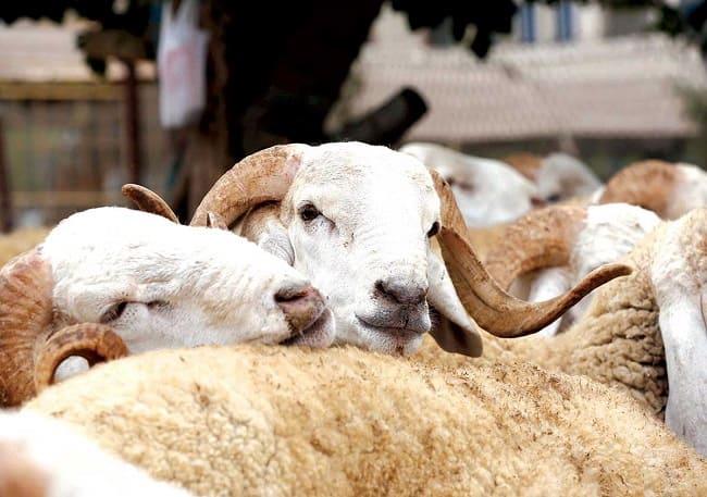 Aide directe aux éleveurs : 580.000 bénéficiaires recensés pour plus de 2,4 MMDH