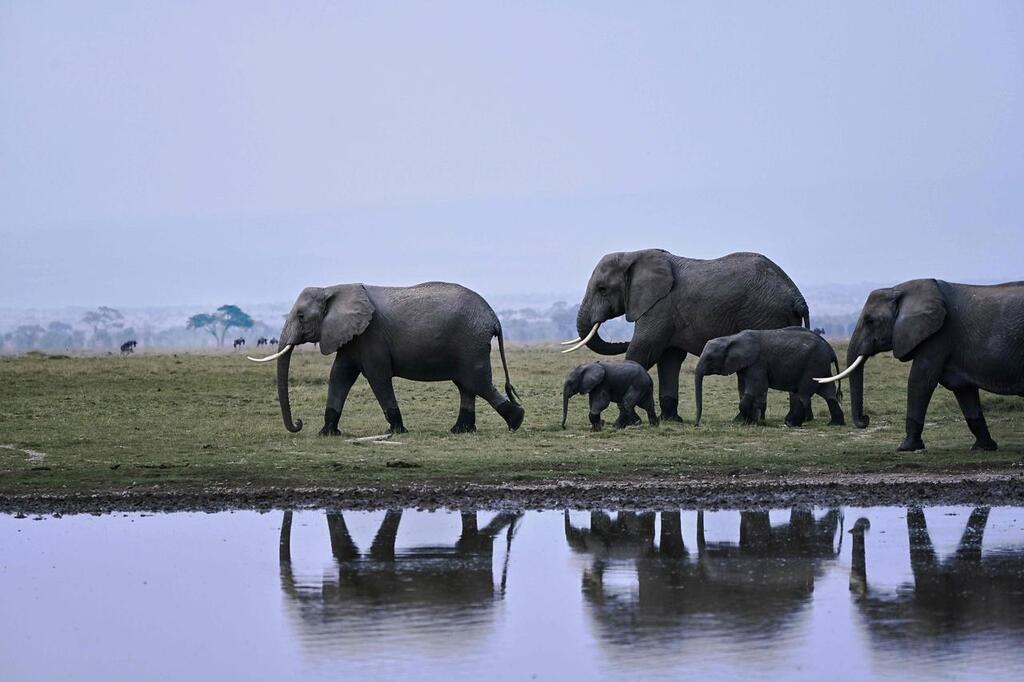 تحضيرات لنقل قطيع أفيال من بريطانيا إلى كينيا في "سابقة عالمية"