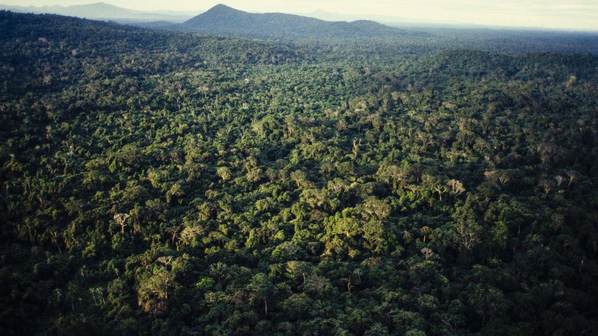 دراسة: غابة الأمازون تتحول إلى مصدر لثاني أكسيد الكربون