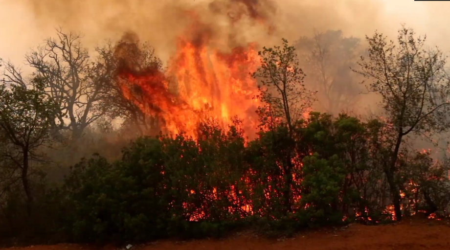 Province de Larache: les efforts se poursuivent pour maîtriser l'incendie de la forêt "Beni Ysef Al-Srif"