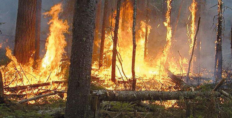 Province de Ouezzane : 400 hectares ravagés par l'incendie déclaré à la forêt de Jbel Amziz, poursuite des efforts pour le circonscrire