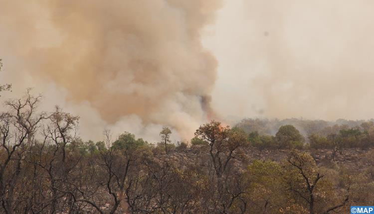 L’incendie de la forêt à Bni Hassan à Tétouan maîtrisé