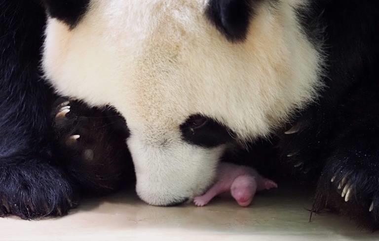 Naissance de jumeaux pandas dans un zoo en France