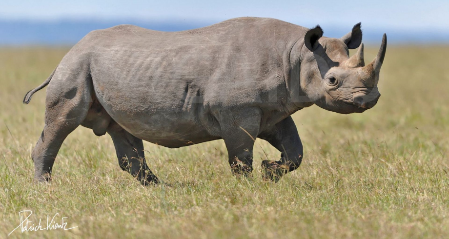 Les rhinocéros d'Afrique du Sud