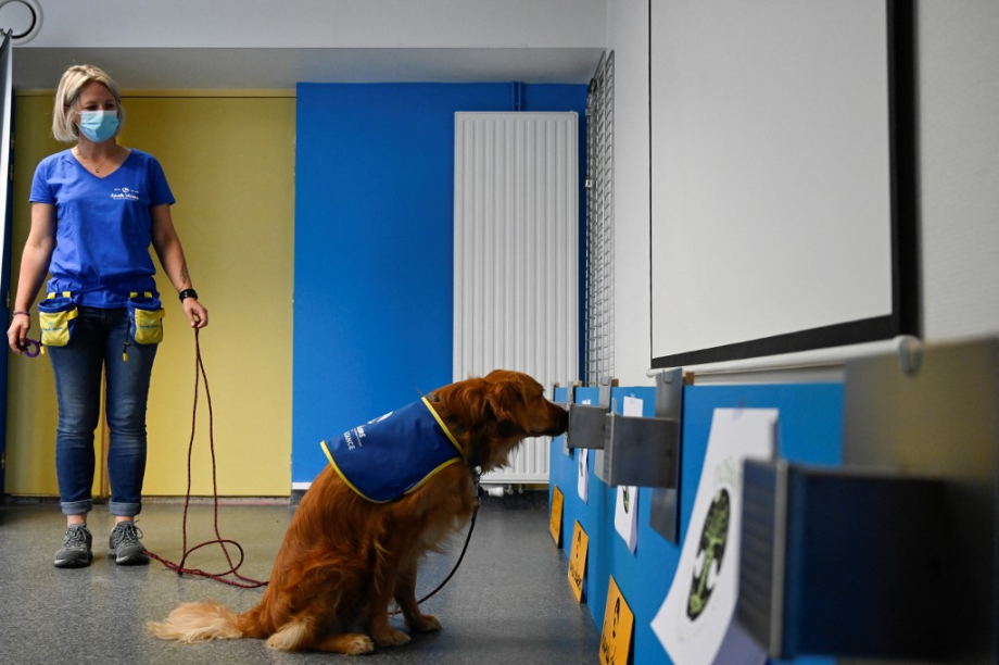 بوكا أول كلب يكشف الإصابة بكوفيد-19 في مأوى للمسنين في فرنسا