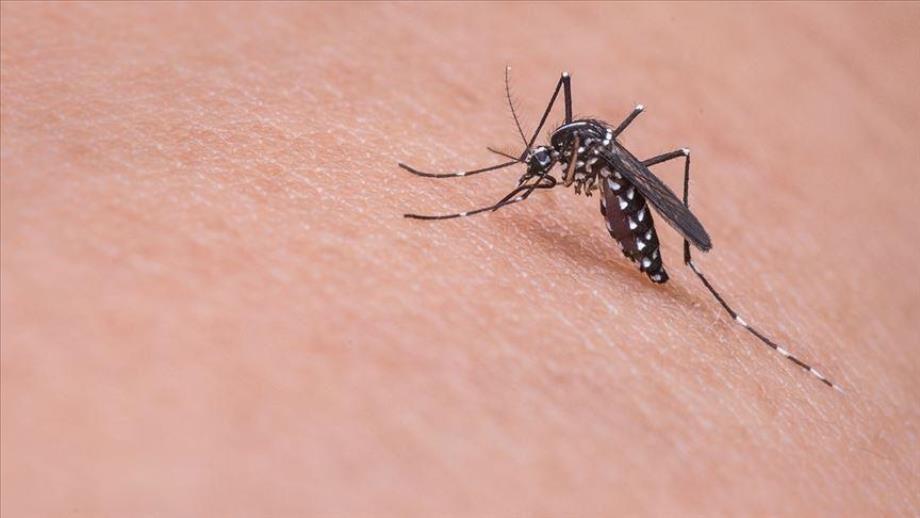 Virus du Nil occidental en Italie: 173 cas confirmés, 11 décès depuis début 2025 Virus du Nil occidental en Italie: 173 cas confirmés, 11 décès depuis début 2025