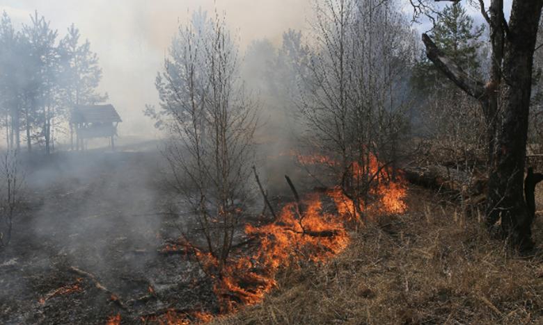 Incendie de la forêt Kodiat Tifour : les efforts se poursuivent